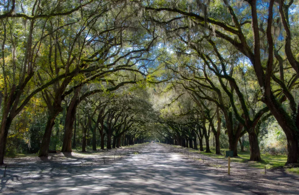 A peaceful tree-lined road with lush green canopy providing shade and tranquility.