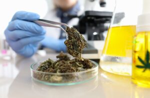 Laboratory scientist handling cannabis sample with tweezers in a lab setting.