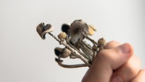 Dried mushrooms held in a person's hand for natural health remedies.
