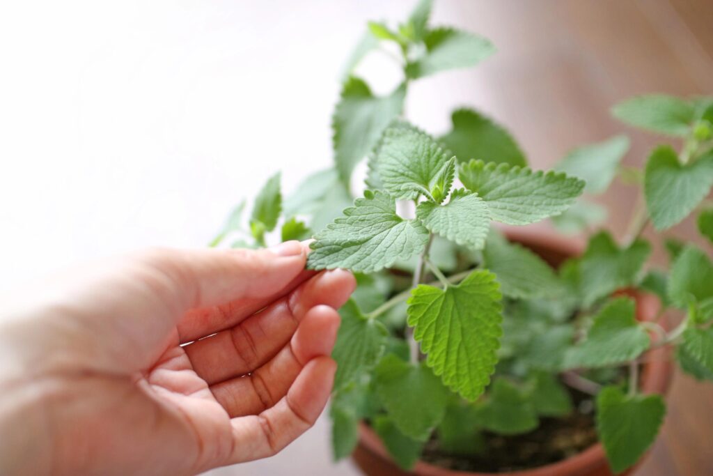 Close-up of a hand touching green mint leaves in a pot.